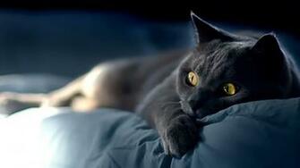 Black Cat Wallpaper Wallpaperz