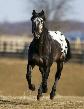 Appaloosa Horse