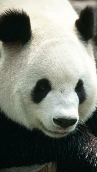 Giant Panda Wallpaper
