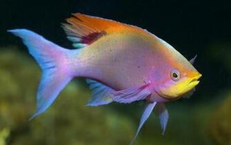 Android Phones Wallpaper Cute Fish