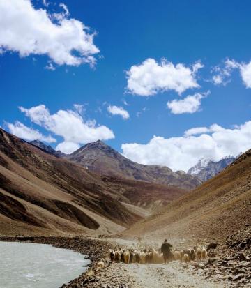 Herd On Sheep Brown Mountain Photo India Image