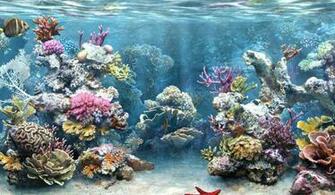 Clownfish Aquarium Live Wallpaper Lisisoft