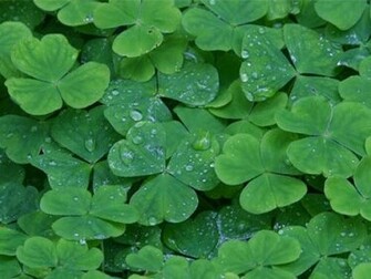 Saint Patricks Day