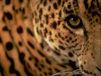 Leopard Wallpaper Image And Animals Pictures