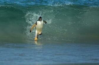 Bizarre Surf Trips You Ll Probably Never Go