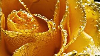 Yellow Color Flower Wallpaper