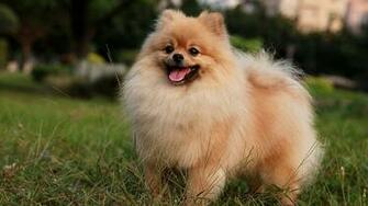 Pomeranian Puppies Puppy HD Photos Animals Wallpaper