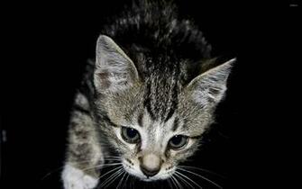 Cute Kitten Desktop And Mobile Wallpaper Wallippo