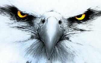 Eagle Computer Wallpaper Desktop Background Id