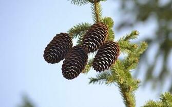 Wonderful HD Pine Cone Wallpaper HDwallsource