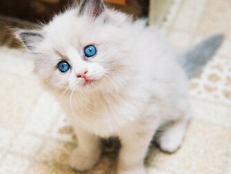 White Kitten Cute Staring At Ducks Picture