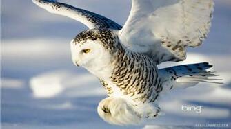 Snowy Owl HD Wallpaper IHD