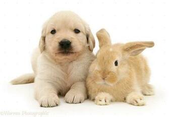 Golden Retriever White Background Desktop