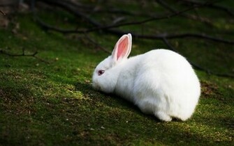 Rabbit Wallpaper