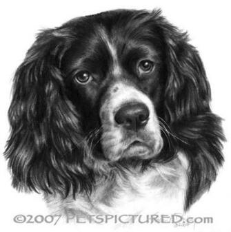 Cocker Spaniel Parti Colored