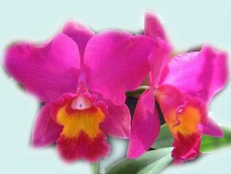 Beautiful Orchids Wallpaper