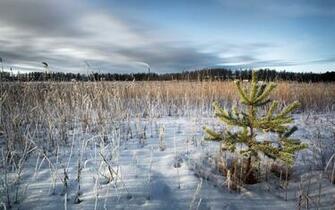 Snowy Field Wallpaper
