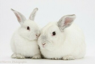 Elderly White Rabbit And Young Background Jpg