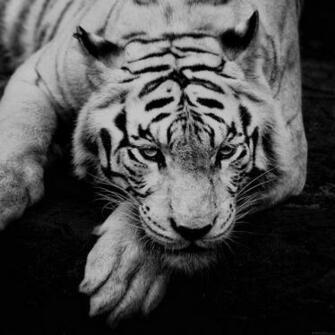 Tiger Animal Grayscale iPad Wallpaper iPhone