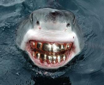 Pictures Shark Smile With Teeth Grill Great White Funny