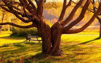Youwall Willow Tree Wallpaper