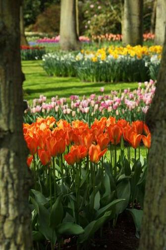Keukenhof Gardens By Vera Kratochvil