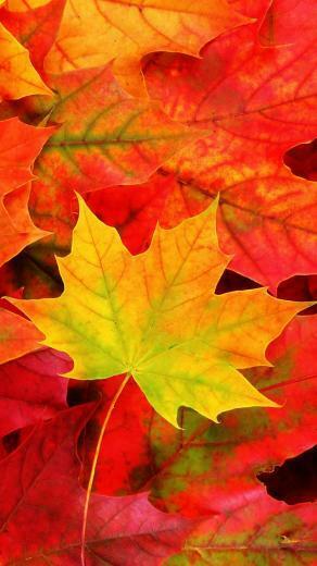 4s Phones Background Autumn Fall iPhone