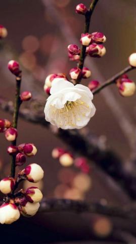 Mary Demonbrun On Fiori Piante Beautiful Flowers