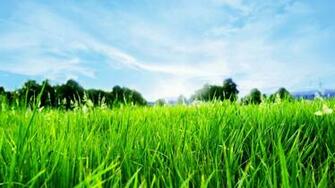Grass Fields Wallpaper