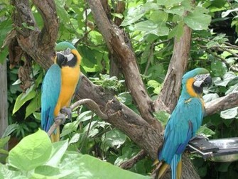 Macaw Parrots Wallpaper
