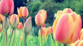 Easter Tulips Fondo HD
