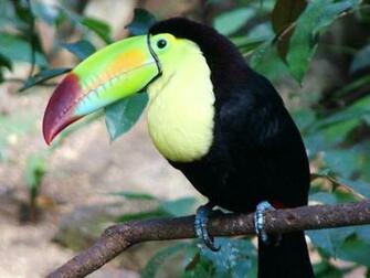 Tropical Birds Wallpaper