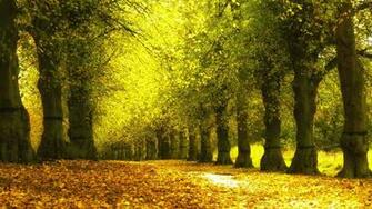 Arboles Bosque Hojas Naturaleza Wallpaper HD Desktop And