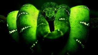 Neon Green Wallpaper Long
