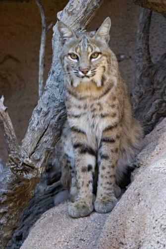 Bobcat Wallpaper