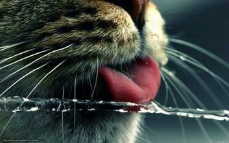 Wallpaper Cat Language Water Thirst Desktop