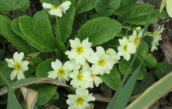 Wallpaper Spring Yellow April Primrose Meduzanol