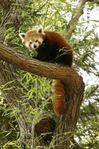 Wallpaper Desktop Red Panda