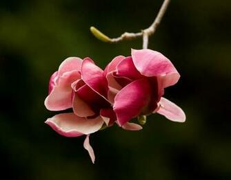 Single Flower Wallpaper