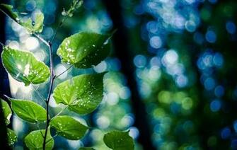Ultra HD Wallpaper 8k Nature Close Up