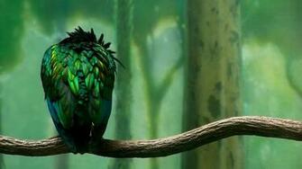 Wallpaper Zoo Green Usa New York Bird On A Branch In Bronx