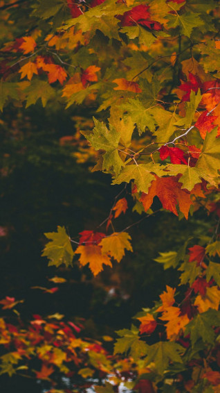 Autumn Phone Wallpaper
