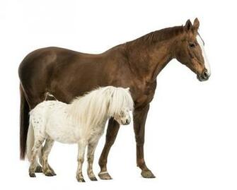 Horse White Background