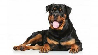 Large Rottweiler 4k Wallpaper