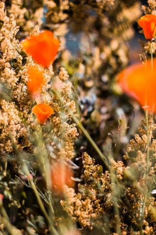 Orange Aesthetic Pictures Image