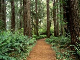 Prairie Creek Redwoods State Park California Wallpaper Space