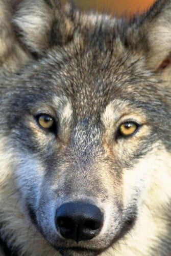 Gray Wolf Wallpaper iPad