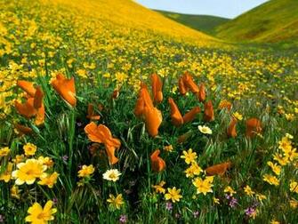 Flower Picture Gallery Love Flowers Wallpaper