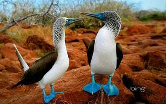 Picture Animal Bing Wallpaper