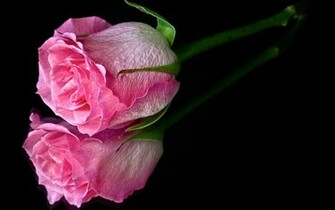 Pink Flower Black Background
